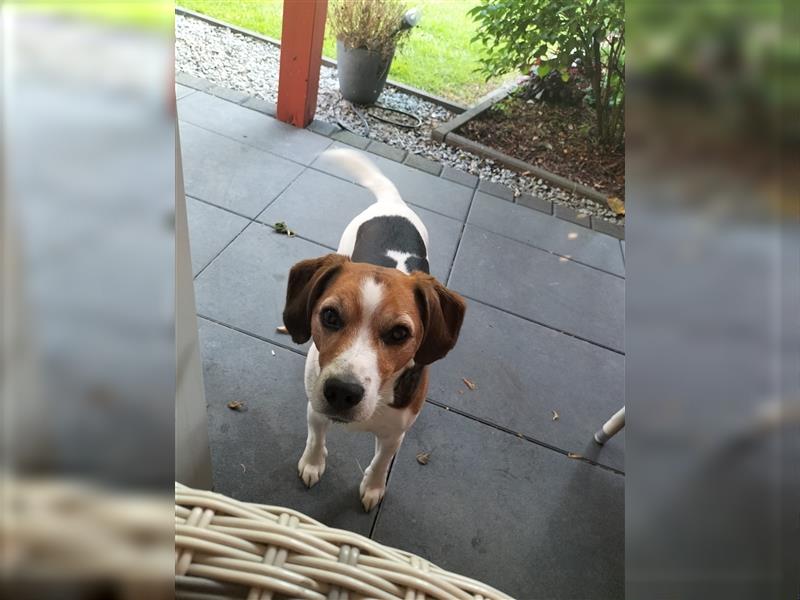 Beagle Jack Russel Welpen Mix Mischling tricolor