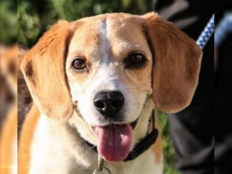 Maira, Beagle-Mix, lieb und sozial