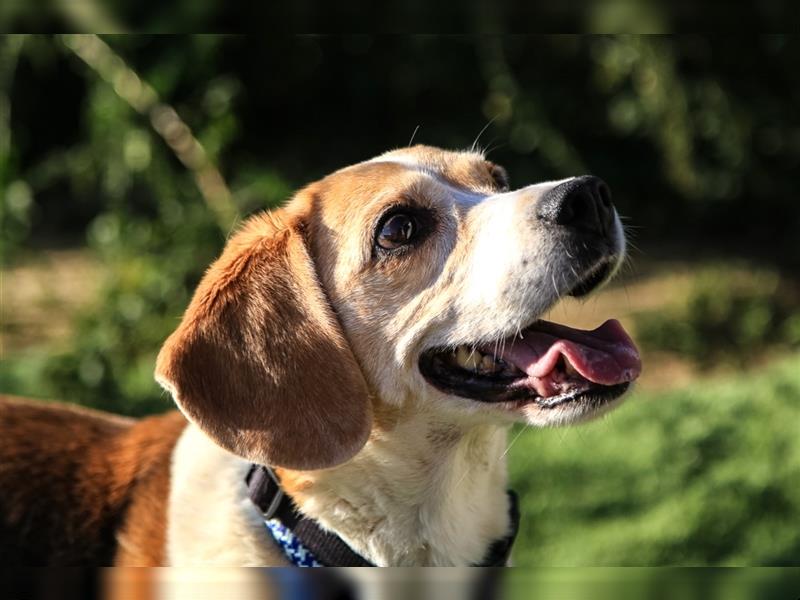 Maira, Beagle-Mix, lieb und sozial