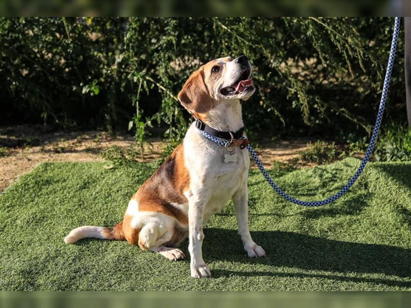 Maira, Beagle-Mix, lieb und sozial