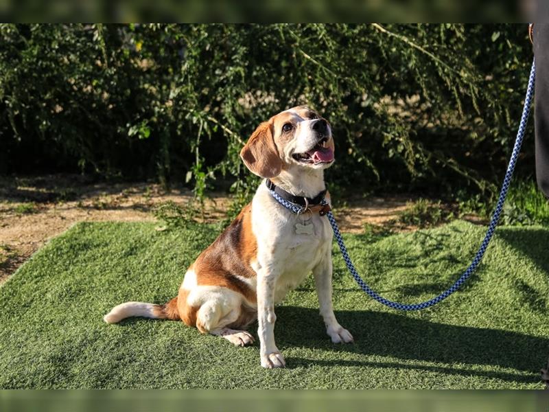 Maira, Beagle-Mix, lieb und sozial