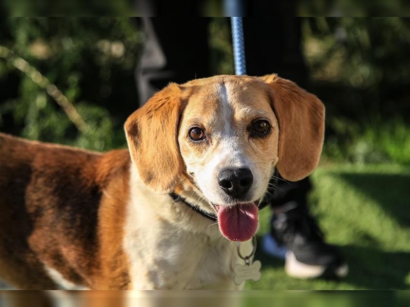 Maira, Beagle-Mix, lieb und sozial