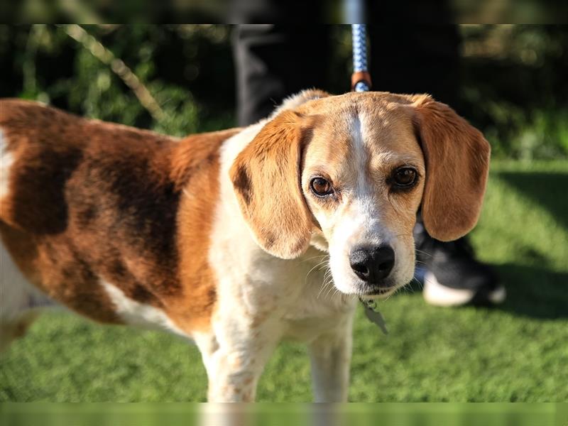 Maira, Beagle-Mix, lieb und sozial