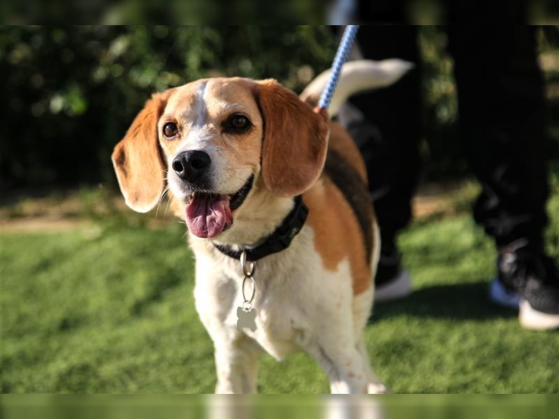 Maira, Beagle-Mix, lieb und sozial