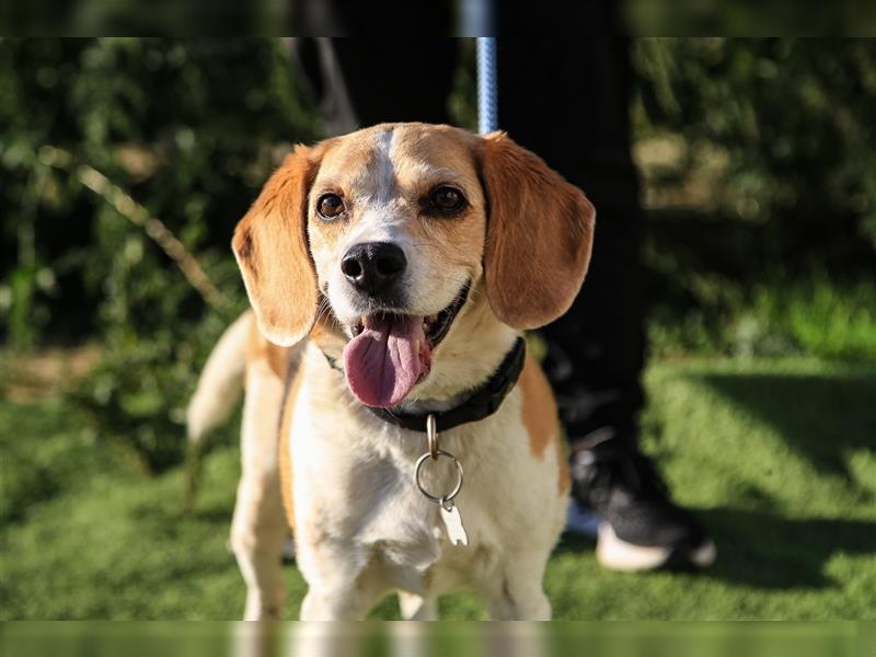 Maira, Beagle-Mix, lieb und sozial