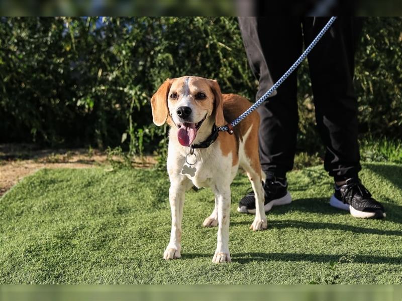 Maira, Beagle-Mix, lieb und sozial