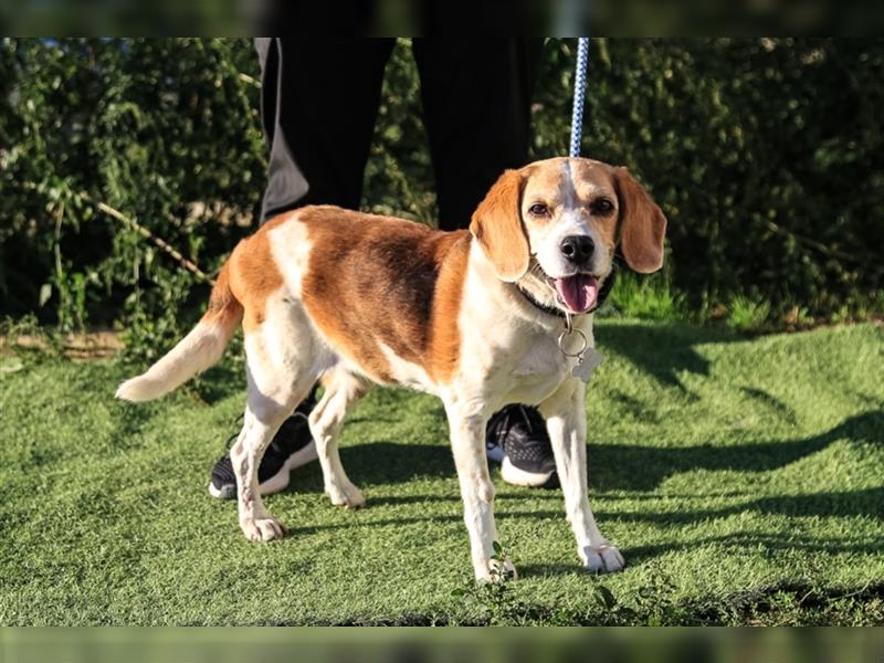 Maira, Beagle-Mix, lieb und sozial