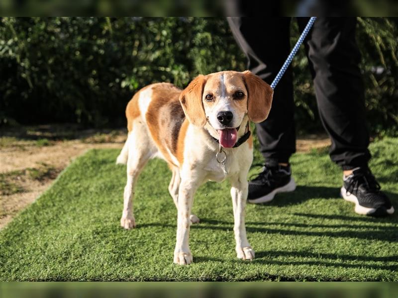 Maira, Beagle-Mix, lieb und sozial