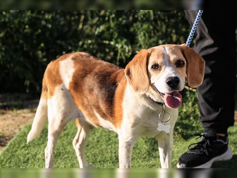 Maira, Beagle-Mix, lieb und sozial