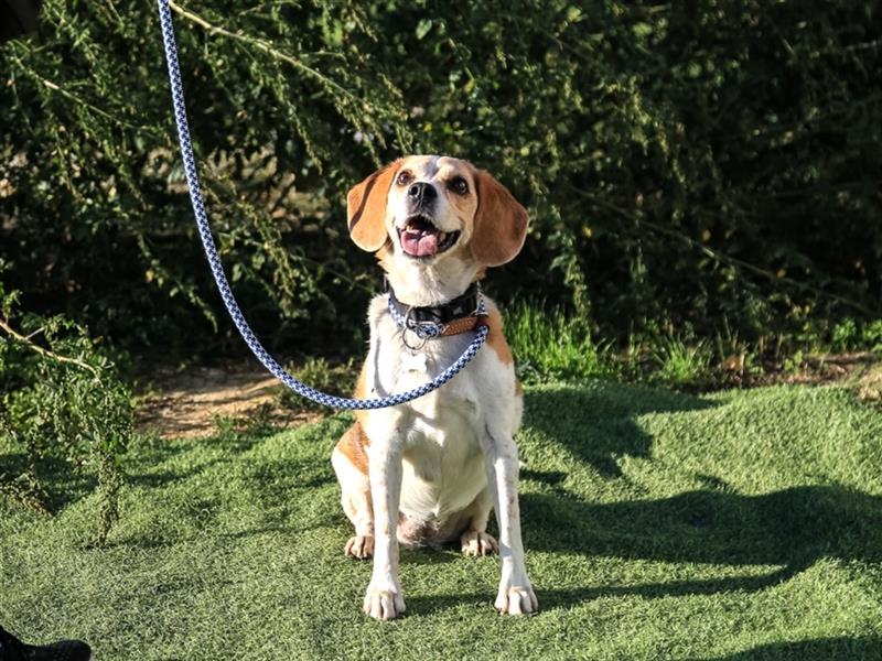 Maira, Beagle-Mix, lieb und sozial