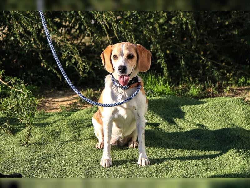 Maira, Beagle-Mix, lieb und sozial