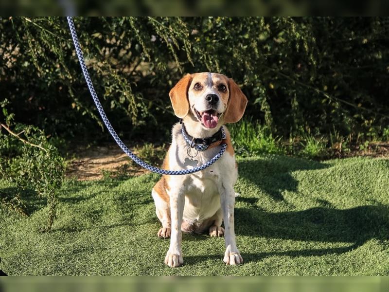 Maira, Beagle-Mix, lieb und sozial