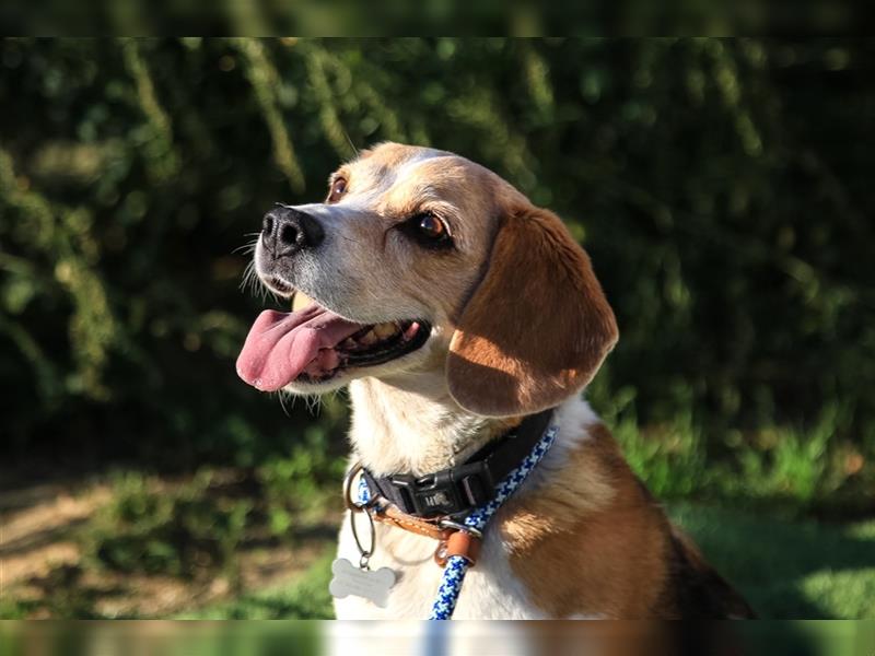 Maira, Beagle-Mix, lieb und sozial