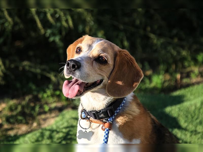 Maira, Beagle-Mix, lieb und sozial