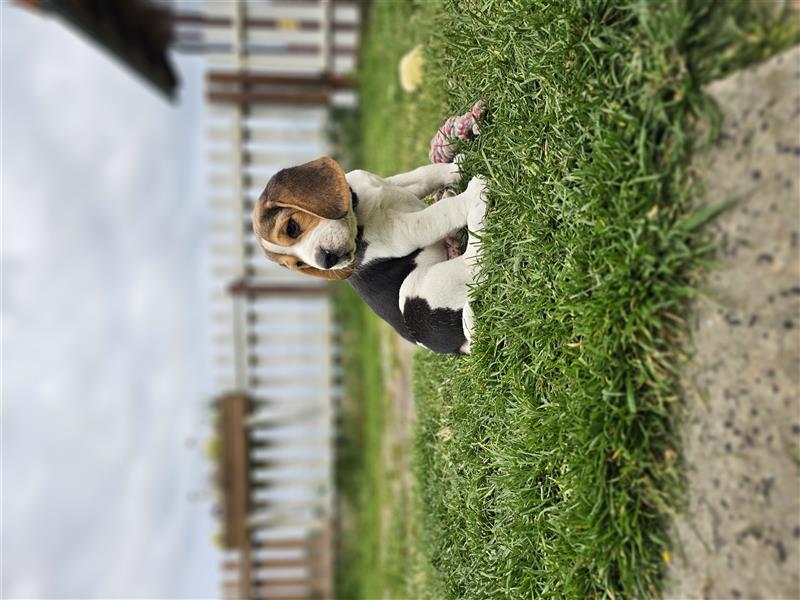 Beagle Wlpen