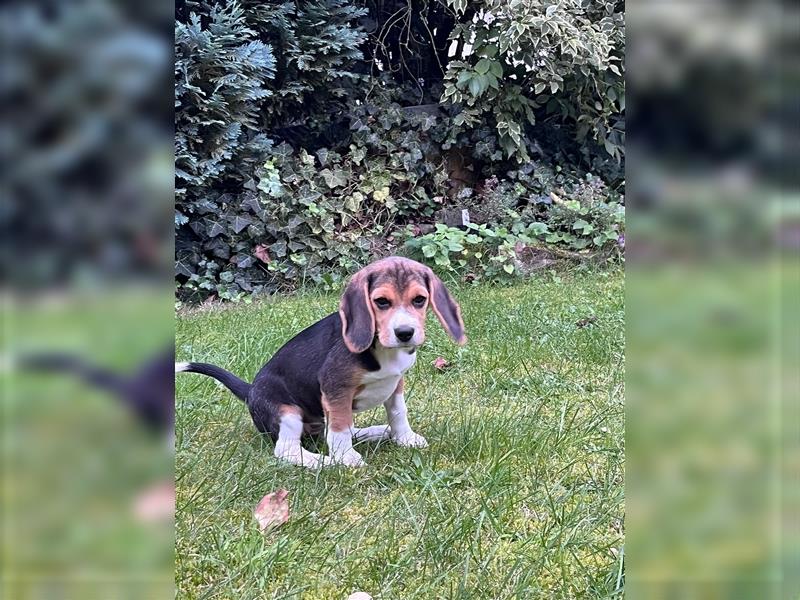 Beagle Welpe