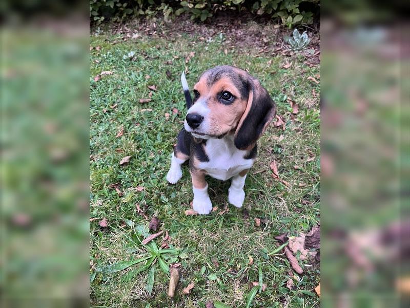 Beagle Welpe