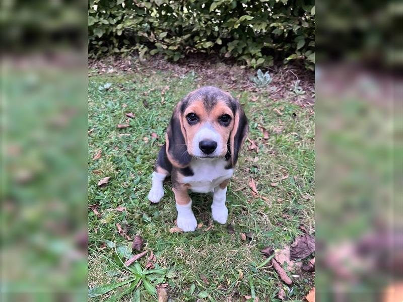 Beagle Welpe