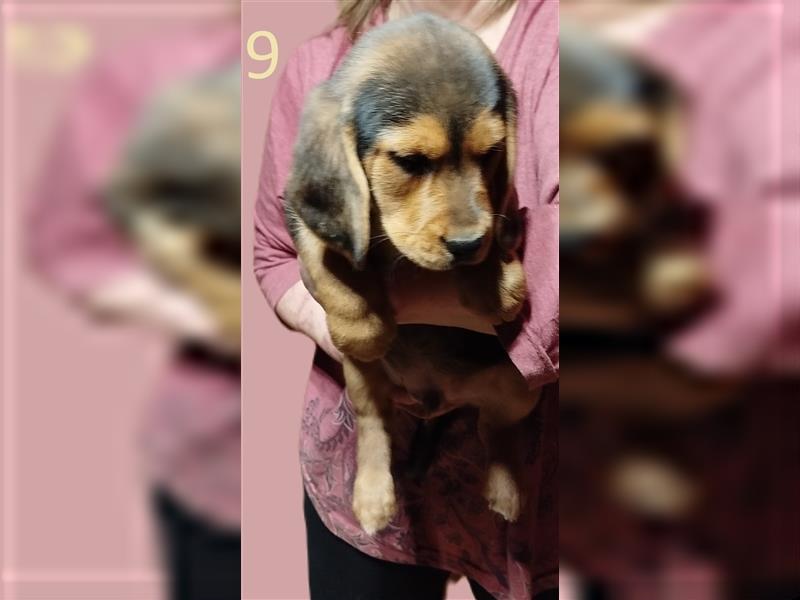 Anhängliche Beagle-Schäferhundmixwelpen suchen ein Super zu Hause