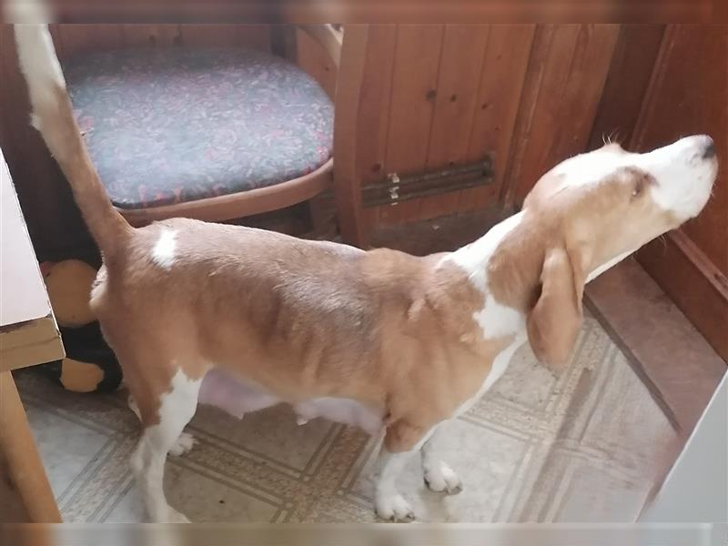 Anhängliche Beagle-Schäferhundmixwelpen suchen ein Super zu Hause