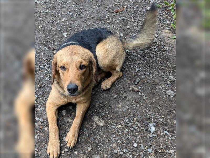 Anhängliche Beagle-Schäferhundmixwelpen suchen ein Super zu Hause