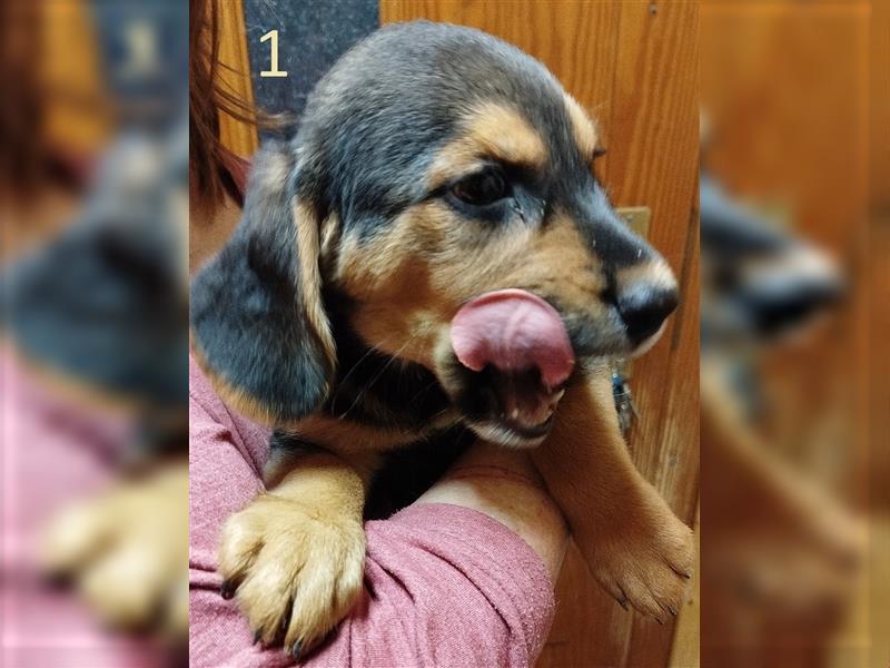 Anhängliche Beagle-Schäferhundmixwelpen suchen ein Super zu Hause