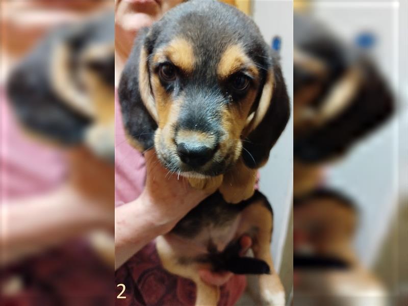 Anhängliche Beagle-Schäferhundmixwelpen suchen ein Super zu Hause