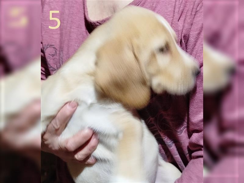 Anhängliche Beagle-Schäferhundmixwelpen suchen ein Super zu Hause