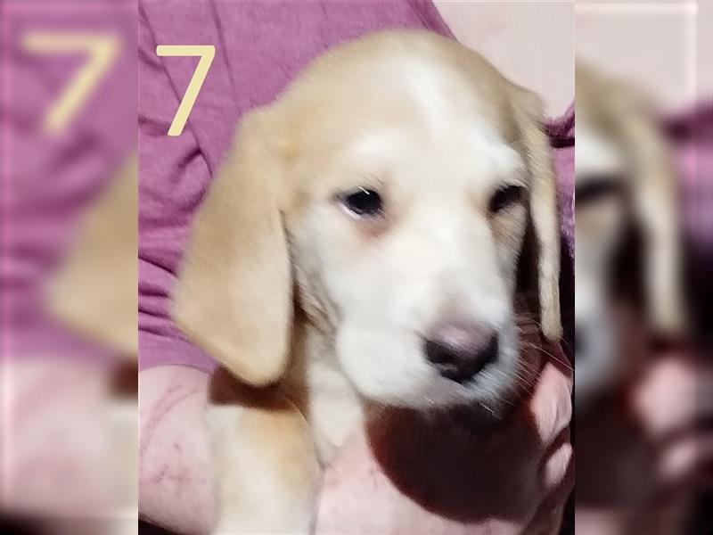 Anhängliche Beagle-Schäferhundmixwelpen suchen ein Super zu Hause