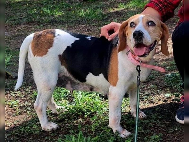 Beagle-Lady ♥Ina♥ offen und treu