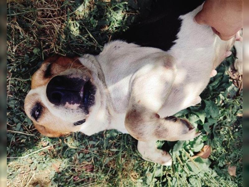 Beagle-Lady ♥Ina♥ offen und treu