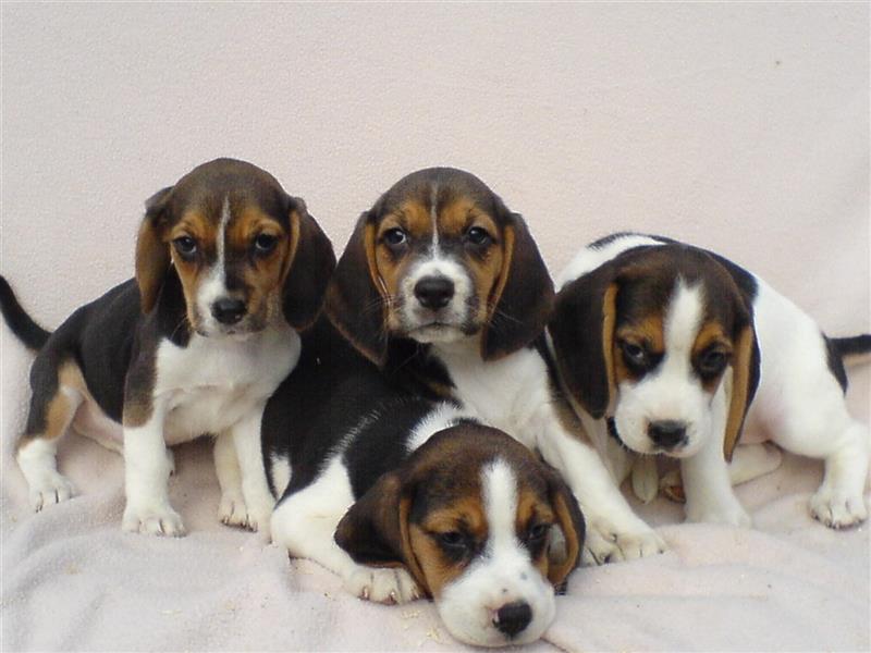 Beagle Welpen