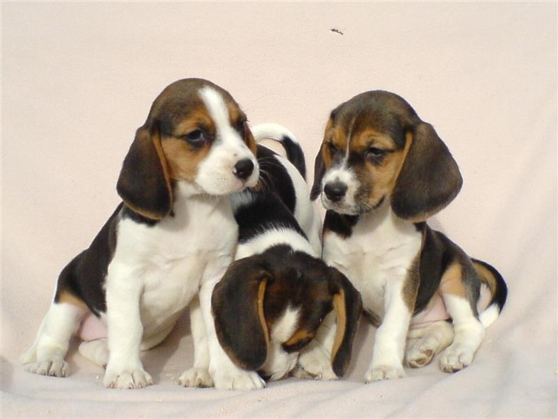 Beagle Welpen