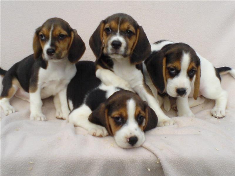 Beagle Welpen