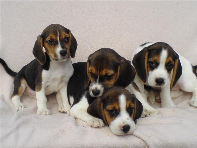 Beagle Welpen