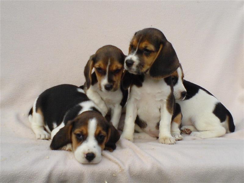 Beagle Welpen