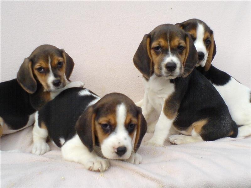 Beagle Welpen