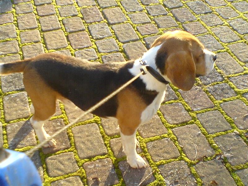 Beagle Welpen