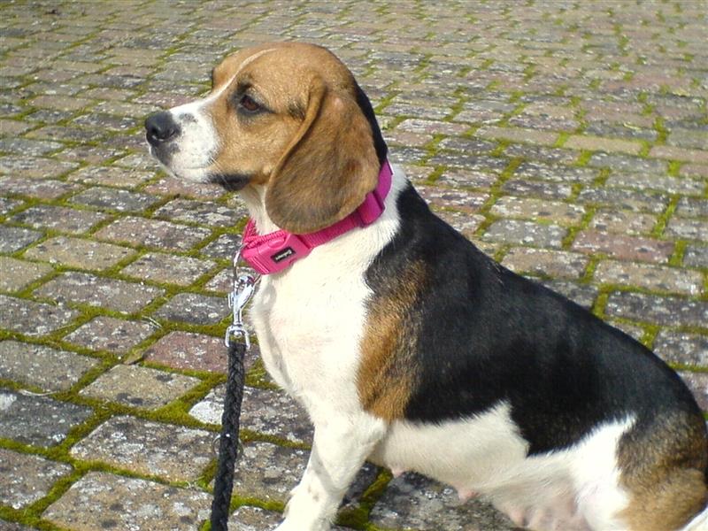 Beagle Welpen