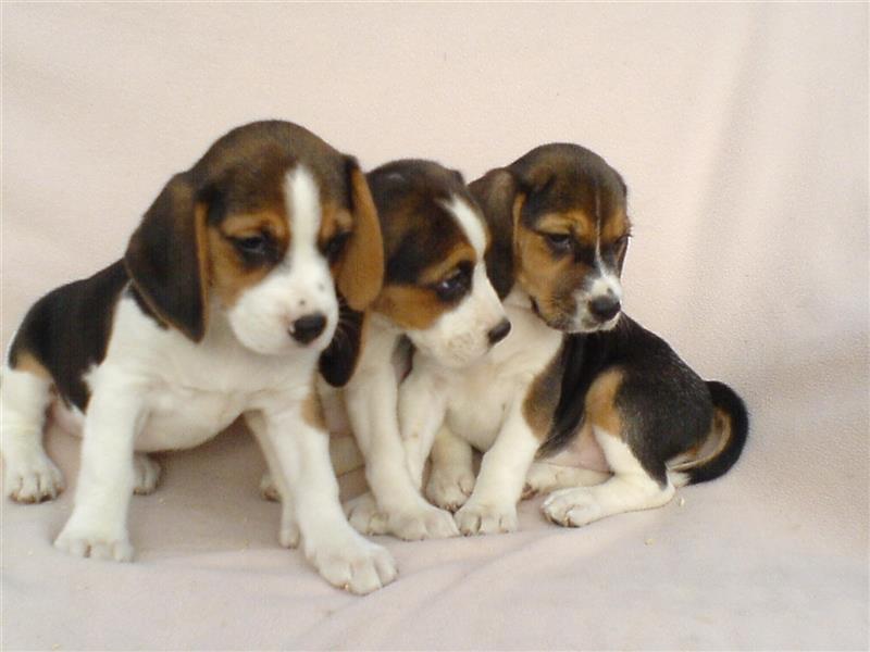 Beagle Welpen