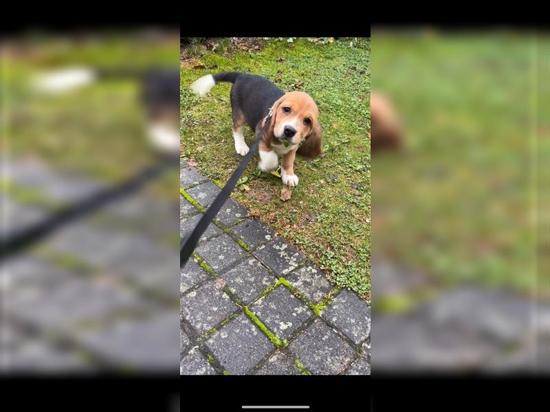 8 Wochen alter Beagle Welpe zu verkaufen - Liebevolle Begleiterin für Ihr Zuhause