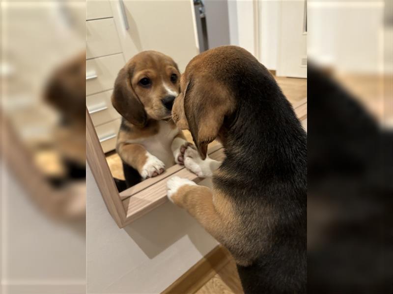 8 Wochen alter Beagle Welpe zu verkaufen - Liebevolle Begleiterin für Ihr Zuhause