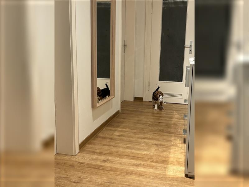 8 Wochen alter Beagle Welpe zu verkaufen - Liebevolle Begleiterin für Ihr Zuhause