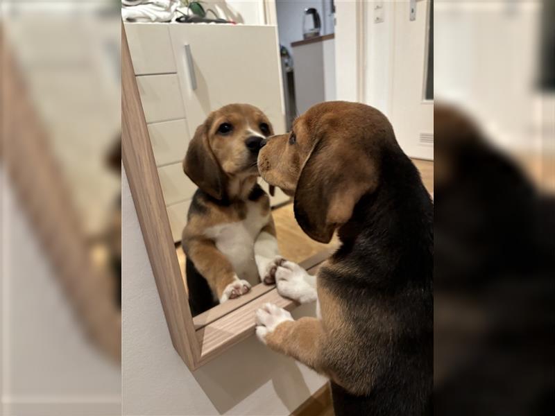 8 Wochen alter Beagle Welpe zu verkaufen - Liebevolle Begleiterin für Ihr Zuhause