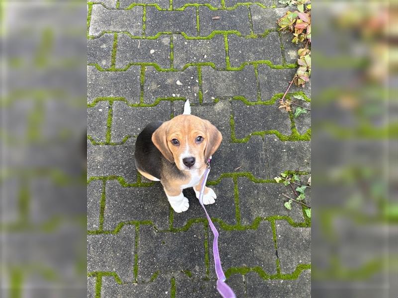 8 Wochen alter Beagle Welpe zu verkaufen - Liebevolle Begleiterin für Ihr Zuhause