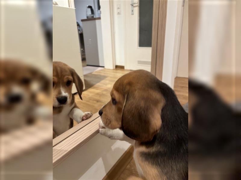 8 Wochen alter Beagle Welpe zu verkaufen - Liebevolle Begleiterin für Ihr Zuhause