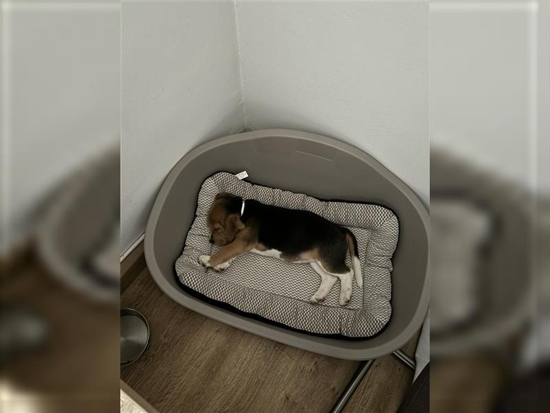 8 Wochen alter Beagle Welpe zu verkaufen - Liebevolle Begleiterin für Ihr Zuhause