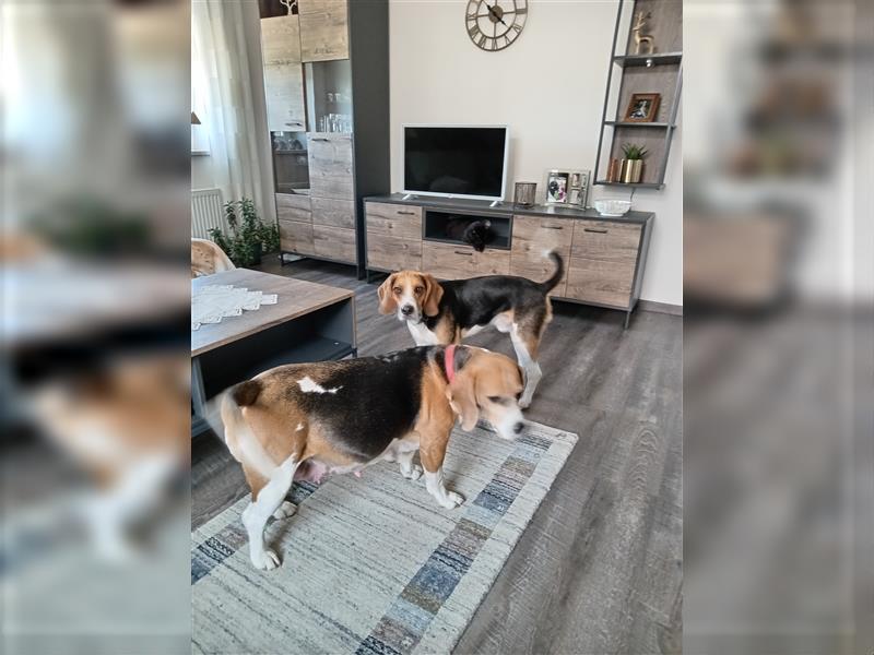 Reinrassige  zuckersüße Beaglewelpen