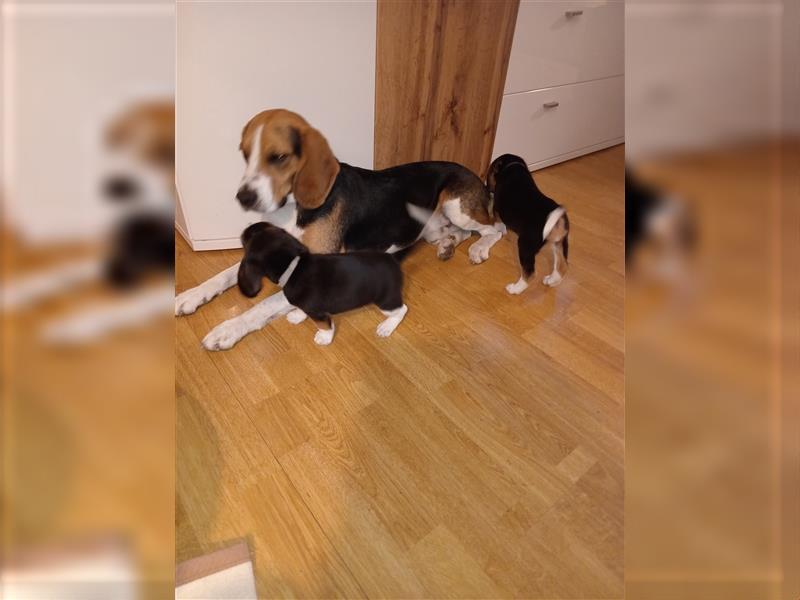 Reinrassige  zuckersüße Beaglewelpen