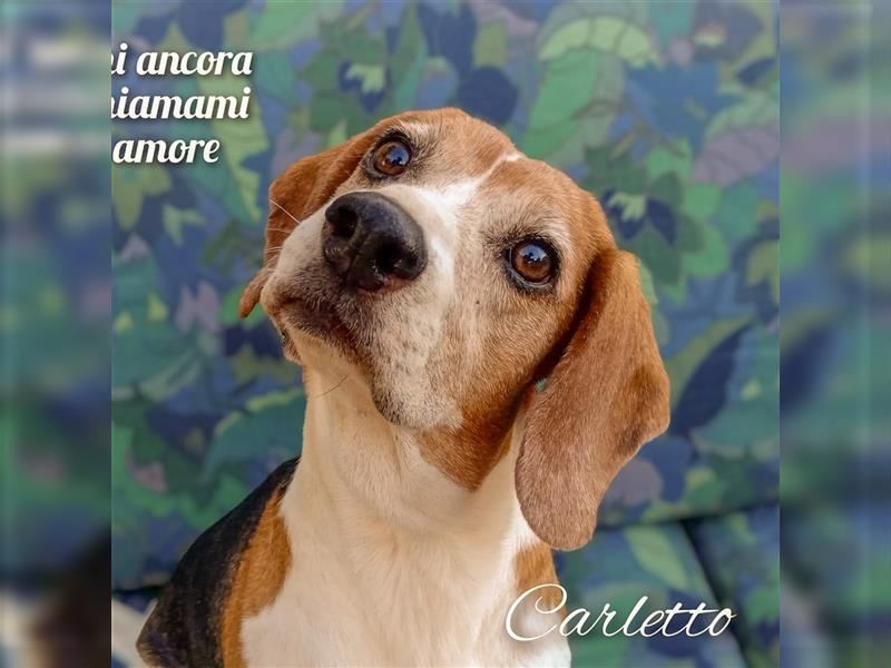 Carletto - freundlich zu allen Menschen und Hunden
